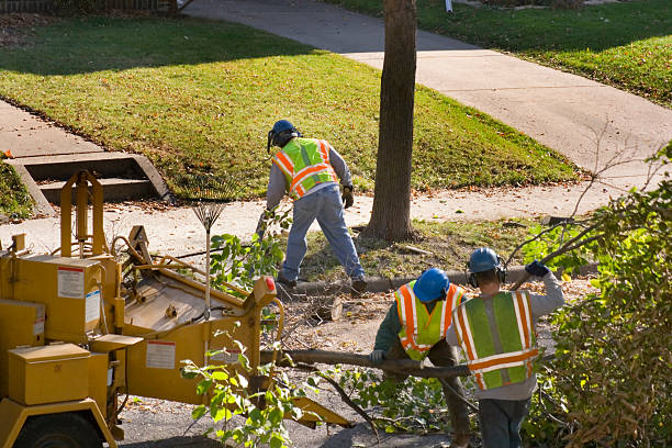 Best Tree Mulching  in San Antonio, FL